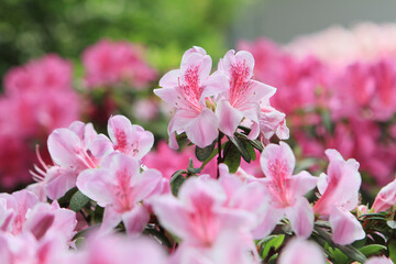 the This is a azaleas bush in my front yard