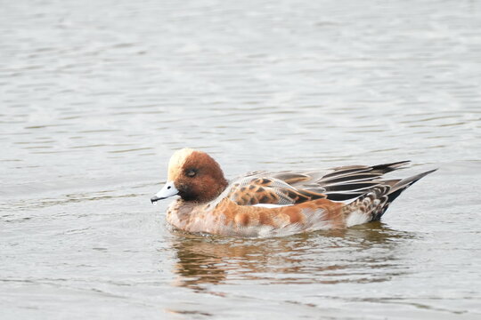 Eurasian Wigeon In A Pond