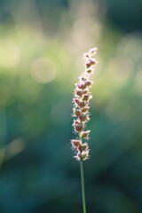 wild flower in spring