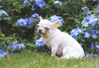 old  chihuahua dog with blind eyes sitting in the garden with purple flowers.