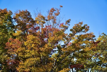 公園の紅葉