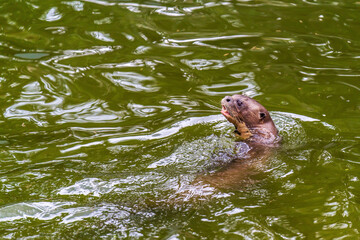 Giant otter swimming