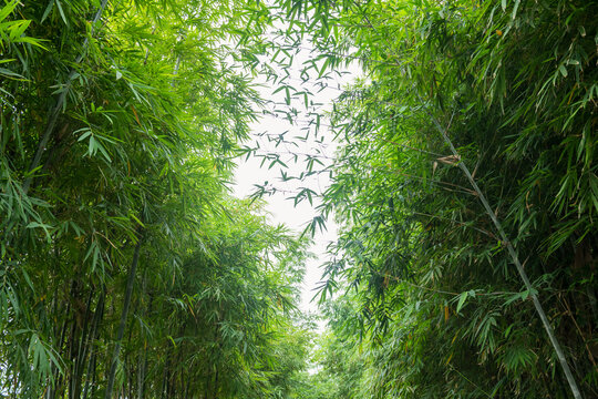 Nature of green leaf bamboo in garden at spring garden