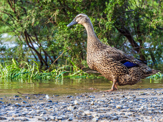 Female Mallard On Edge