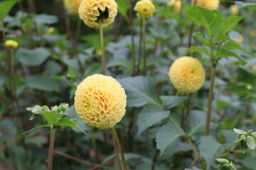 秋の花、ダリヤ。ゲレンバンクハニカム。