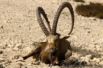 Wild mountain goats in southern Israel.