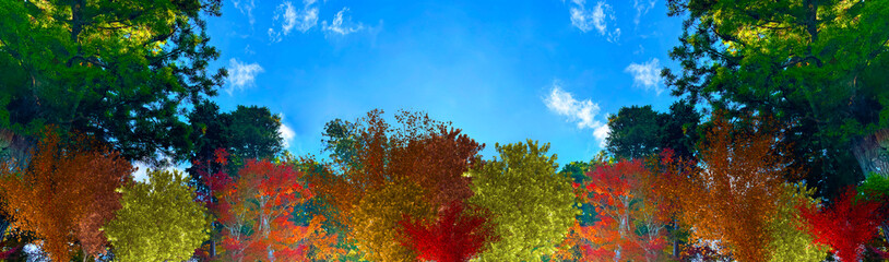 Fototapeta premium 幻想的な秋の森 色づく木々のイメージ