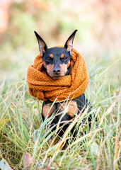 Autumn portrait of a black and tan miniature pinscher sitting in the grass in a brown scarf around...