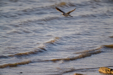 a shorebird flying over water waves