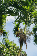 パナマにいる珍しい鳥