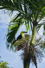 パナマにいる珍しい鳥