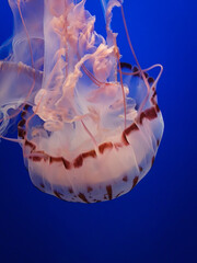 Jellyfish in aquarium