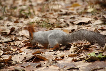 cute squirrel waling in yellow autumn leaves