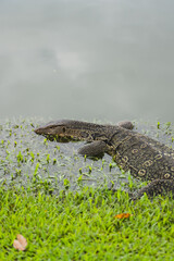 タイのバンパイン宮殿にいたコモドドラゴンのようなトカゲのような野生動物