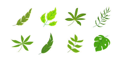 Set of tropical leaf for nature design element