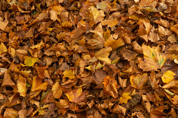Tas de feuilles mortes  en automne, couleurs jaune orange brune