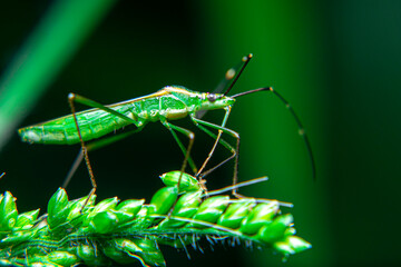 green bugs, green leafhoppers, green grasshoppers on green leaves