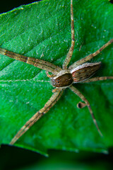 Long-legged brown spider on a leaf quietly waiting for prey that alights on a flower