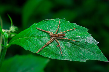 Long-legged brown spider on a leaf quietly waiting for prey that alights on a flower