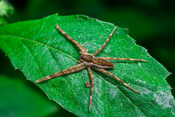Long-legged brown spider on a leaf quietly waiting for prey that alights on a flower