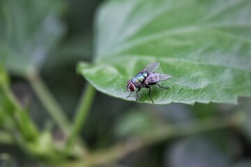 Selective focus of green fly on a leaf, in a city park, Cilegon - Indonesia