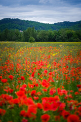 Red poppies field and hills right outside Mirepoix in the south of France (Ariege)