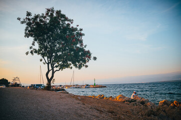 Tree on the beach of Mediterranean Sea in Croatia.