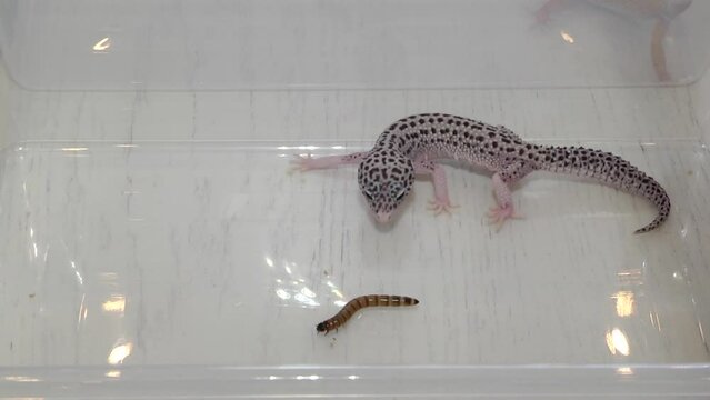 Lizard breed spotted eublepharis tangerine (or leopard gecko) while eating