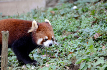 レッサーパンダ