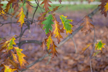 Close up of leaves in autumn