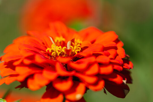 赤い百日草（ジニア）の花