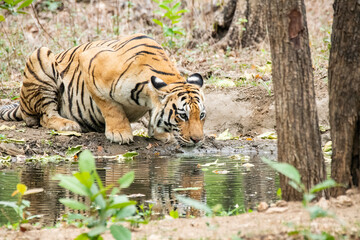 Fototapeta na wymiar A female tigress drinking water from a waterhole inside the park inside her territory in Pench National Park during a wildlife safari 