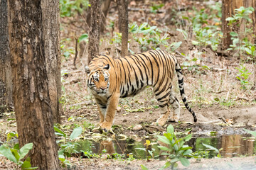 Fototapeta na wymiar A female tigress walking inside her territory in Pench National Park during a wildlife safari 