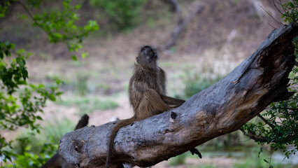 Chacma baboon sitting on a fallen tree