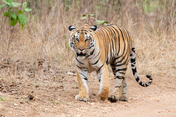 Fototapeta na wymiar A female tigress walking inside her territory in Pench National Park during a wildlife safari 