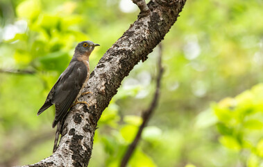 A Common Hawk cuckoo perched on a tree branch inside Pench National park during a wildlife safari