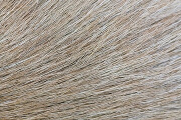 The fur of a red dog, always lined up, is beautiful.