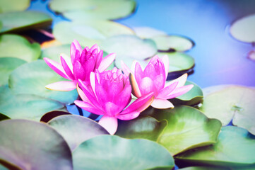 Water lily lotus flower in pond green leaves.	