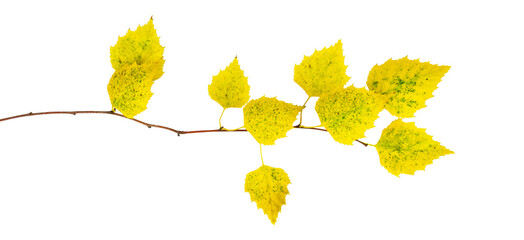 birch branch with yellow, autumn leaves, isolate