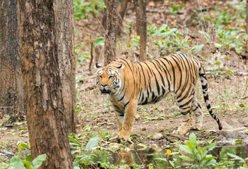 A female tigress walking inside her territory in Pench National Park during a wildlife safari 