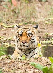 A female tigress walking inside her territory in Pench National Park during a wildlife safari 
