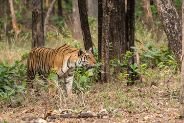 A female tigress walking inside her territory in Pench National Park during a wildlife safari 