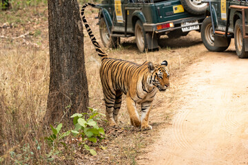 A female tigress walking with tourist vehicles following very closely inside her territory in Pench National Park during a wildlife safari  © Chaithanya