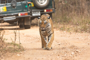 A female tigress walking with tourist vehicles following very closely inside her territory in Pench National Park during a wildlife safari  © Chaithanya