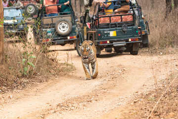 A female tigress walking with tourist vehicles following very closely inside her territory in Pench National Park during a wildlife safari  © Chaithanya