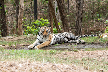 Fototapeta na wymiar A female tigress drinking water from a waterhole inside the park inside her territory in Pench National Park during a wildlife safari 