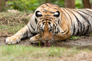 A female tigress drinking water from a waterhole inside the park inside her territory in Pench National Park during a wildlife safari 