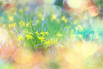 glare sun bokeh background wild spring flowers