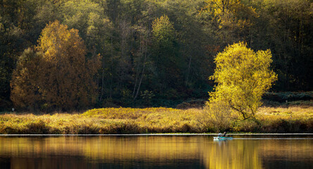 The tree is in beautiful yellow fall autumn color. Reflection in calm lake