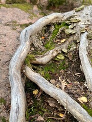 roots of a tree